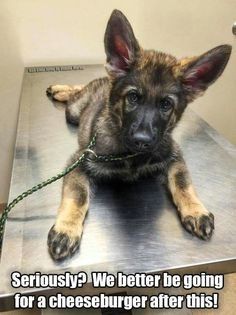 ccba4f1c33c9cb613531ab6b4469ce9b