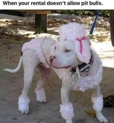 431858e517de91cc3496fd9d4b46a069