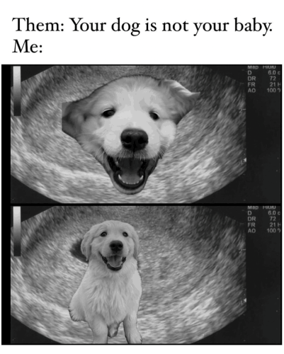 them-dog-is-not-baby-map-huiu-d-60-c-dr-72-fr-21-h-ao-100-map-huiu-d-60-c-dr-72-fr-21-h-ao-100