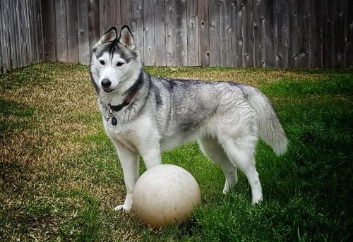 Vintage Oaks Outrageously Charmed - “Piper”