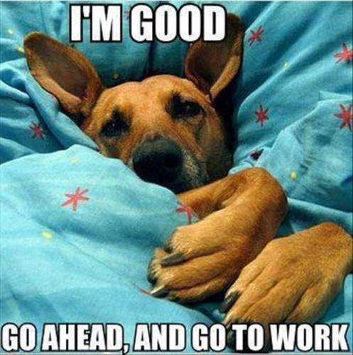 dog-in-your-bed-funny-pictures