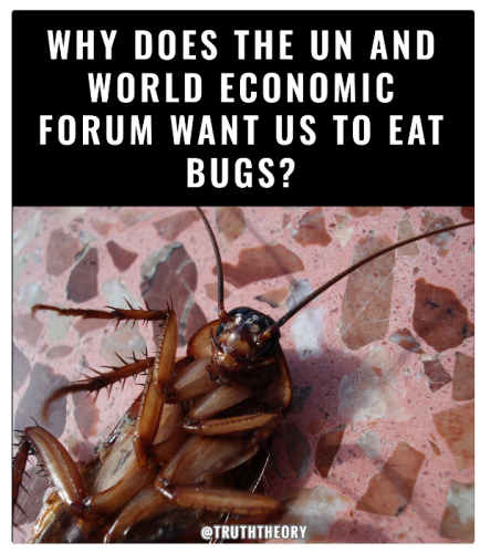 eat bugs