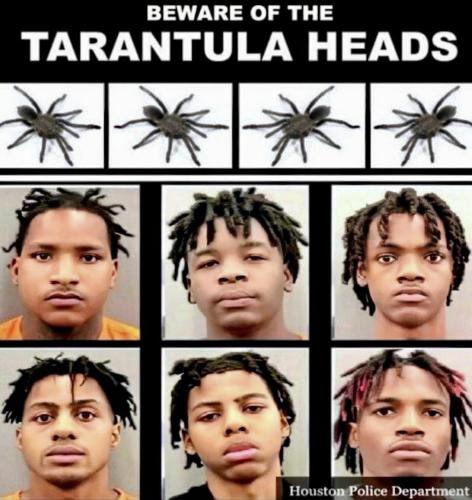 tarantulaheads