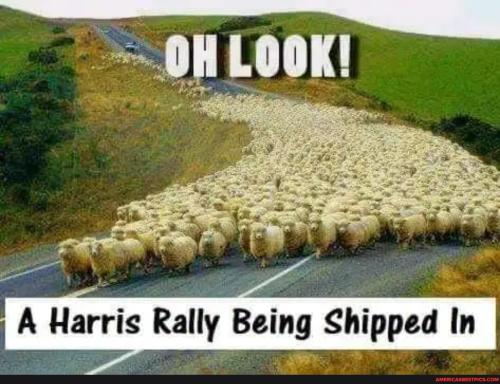 cfe26613a2234367548a6e4c8b714514fa851e6a69fea33a5ad763c6edd2c1fd_1