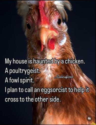 image_B38B7558-8ED9-4981-97FC-BE614BC973D9