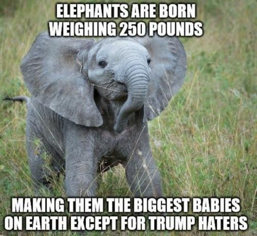 Trump haters baby elephant.960px
