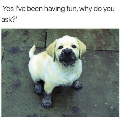 funny-dog-memes-5-4-8-2024