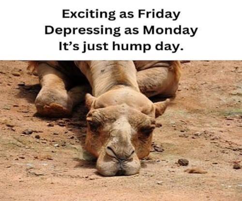 1-Hump Day