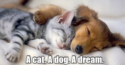 cheezburger-image-9704915968