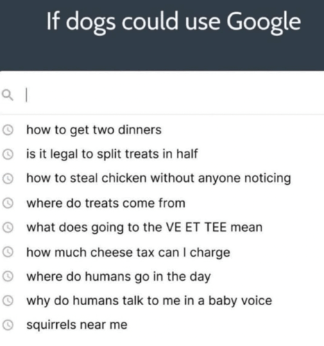 mean-much-cheese-tax-can-charge-where-do-humans-go-day-why-do-humans-talk-baby-voice-squirrels-near