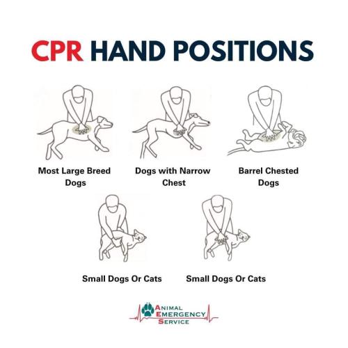 Pet cpr