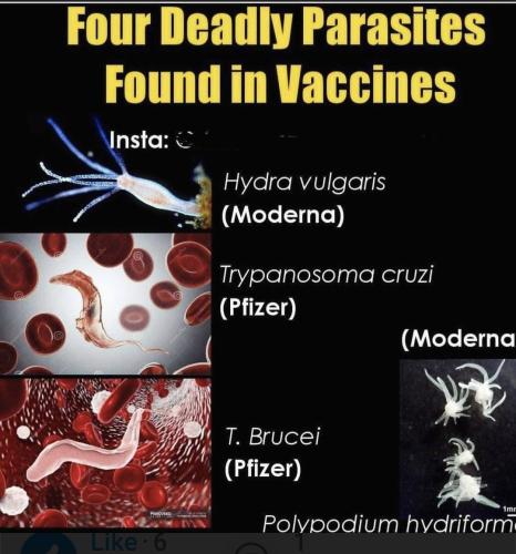 Screenshot_20241020_101910_Wimkin Free Speech Social Media