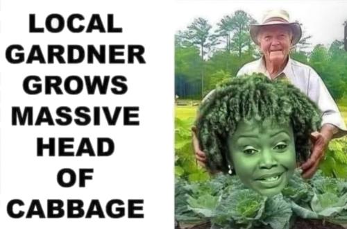 cabbage