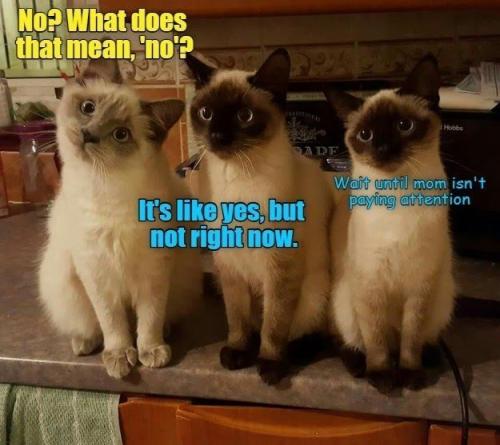 does-mean-no-aditional-ade-s-like-yes-but-not-right-now-hobbs-wait-until-mom-isnt-paying-attention