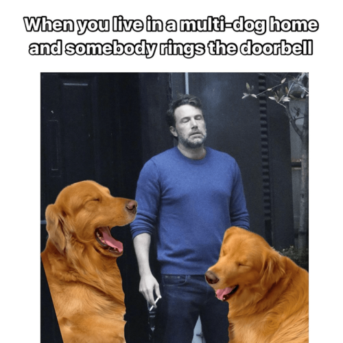 live-multi-dog-home-and-somebody-rings-doorbell