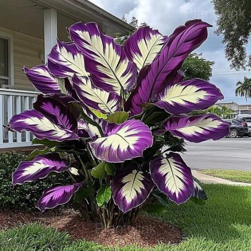 main_1715_39987_plantwink