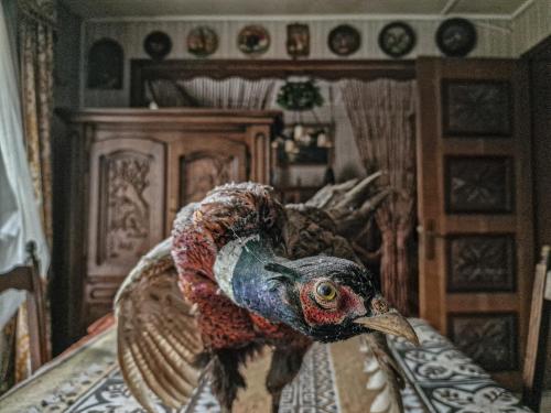 Abandoned House in Northern France 5