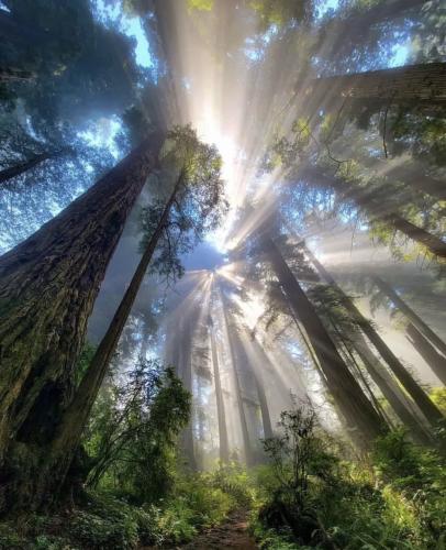 Sun Light through Sequoia Trees