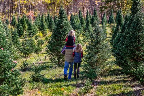 christmastreefarmsinnorthcarolina_trees