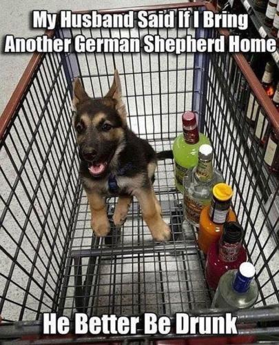 my-husband-said-if-i-bring-another-german-shepard-home-he-better-be-drunk