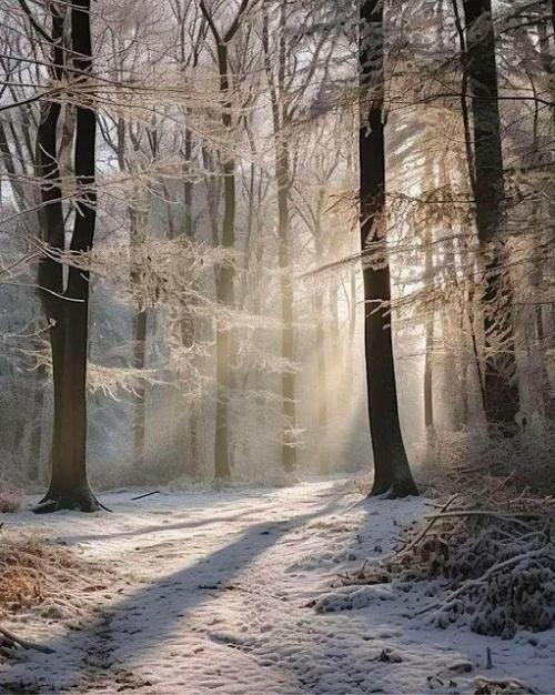 TREE morning frost forest
