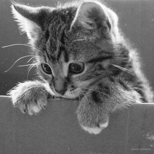 FB_IMG_1730323614428