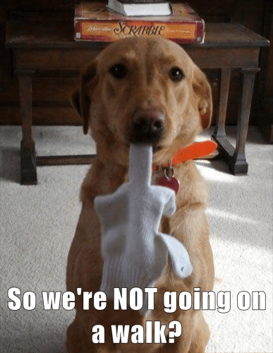 so-were-not-going-on-a-walk