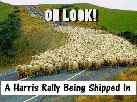 FB_IMG_1728315246855