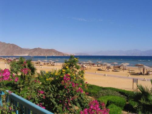 World___Egypt_Flowers_on_the_beach_in_the_resort_of_Taba__Egypt_066377_