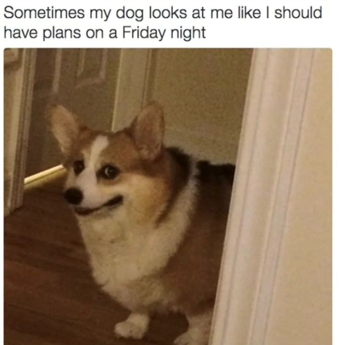sometimes-my-dog-looks-at-like-should-have-plans-on-friday-night