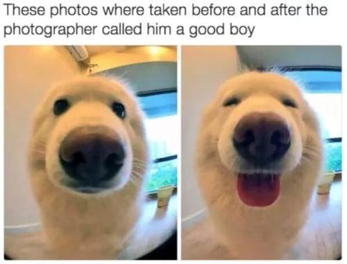 funny-dog-memes-2-4-8-2024