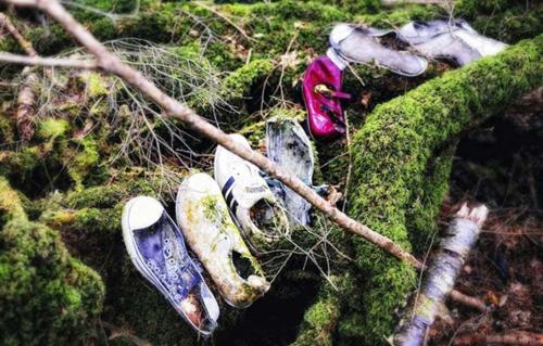 Aokigahara Forest, Japan 2