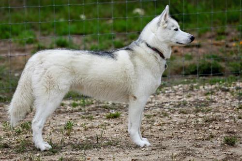 Vintage Oaks The Force Awakens - “Finn”