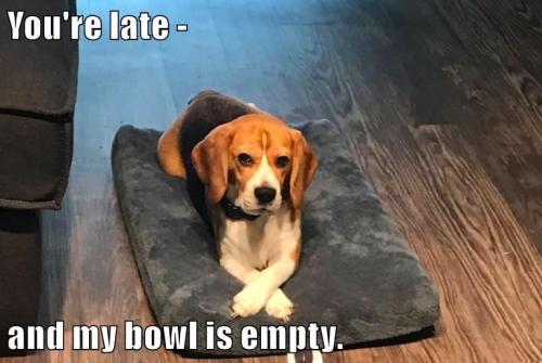youre-late-and-my-bowl-is-empty