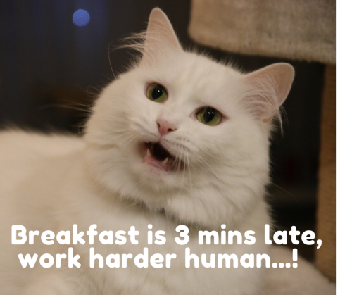 0fbfed1e612346c8a74160732b6a4fce