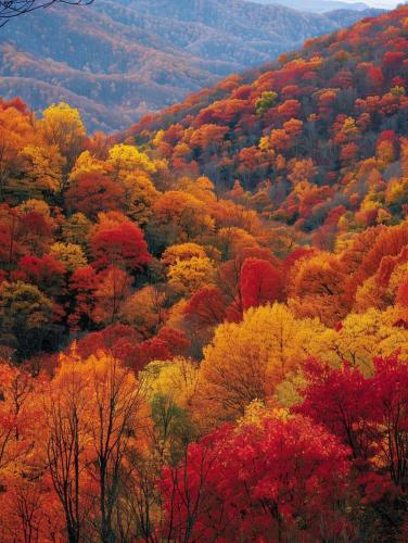 SCENERY - GSMNP - Oct '24 IMG_8147