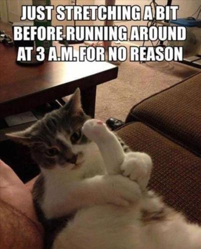 funny-animal-memes-1-4