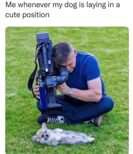 whenever-my-dog-is-laying-cute-position