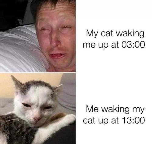 my-cat-waking-up-at-0300-waking-my-cat-up-at-1300