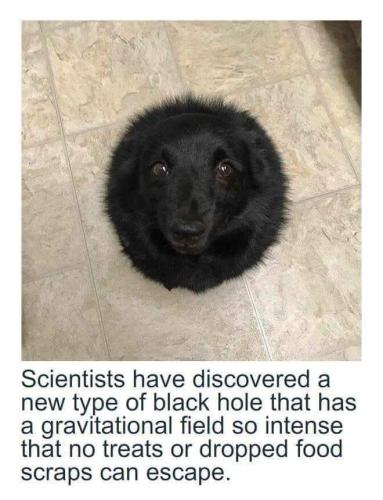 puppy black hole