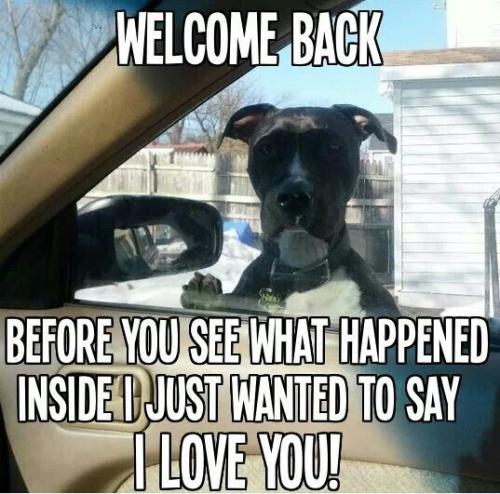 cbe606fd4d9403862d98a6773be20372