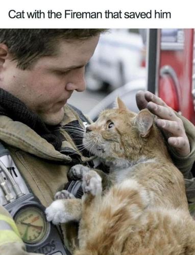 yt-los-cat-with-fireman-saved-him