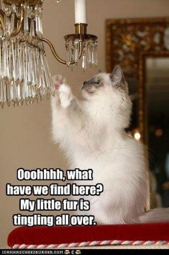 cae95a8358bba0c78332d347985fcf45