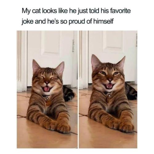 my-cat-looks-like-he-just-told-his-favorite-joke-and-hes-so-proud-himself