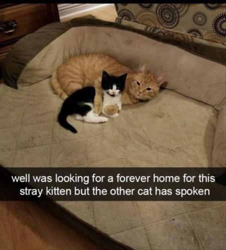 well-looking-forever-home-this-stray-kitten-but-other-cat-has-spoken