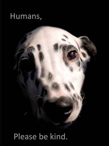 68e24539ce82b802fdedcc76646c4fc3