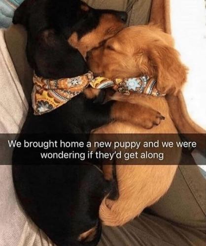 brought-home-new-puppy-and-were-wondering-if-theyd-get-along