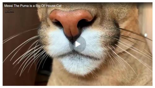 Messi The Puma is a Big Ol’ House Cat screenshot
