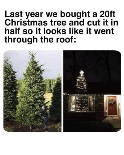 20 ft tree