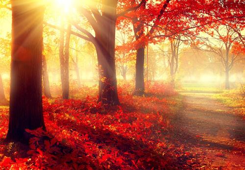 bigstock-autumn-fall-scene-beautiful-71045224